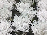 26 buitenplanten calocephalus brown - afbeelding 1 van  2