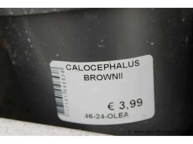 26 buitenplanten calocephalus brown - afbeelding 2 van  2