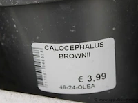 26 buitenplanten calocephalus brown - afbeelding 2 van  2