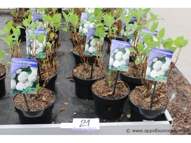 27 buitenplanten hydrangea - afbeelding 1 van  2