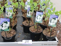 27 buitenplanten hydrangea - afbeelding 1 van  2