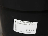 27 buitenplanten hydrangea - afbeelding 2 van  2