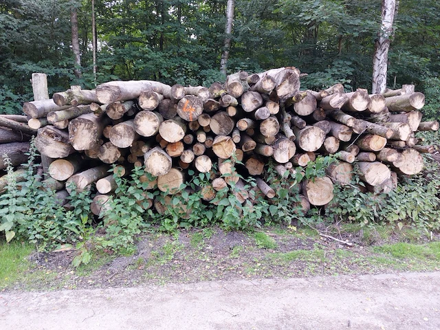 28 stère es, els, esdoorn - afbeelding 1 van  1