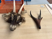 2x dierenkop - afbeelding 1 van  3