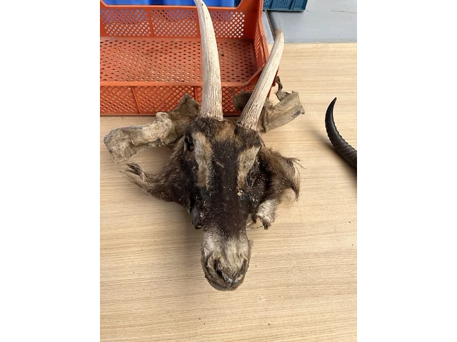 2x dierenkop - afbeelding 3 van  3
