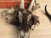 2x dierenkop - afbeelding 3 van  3