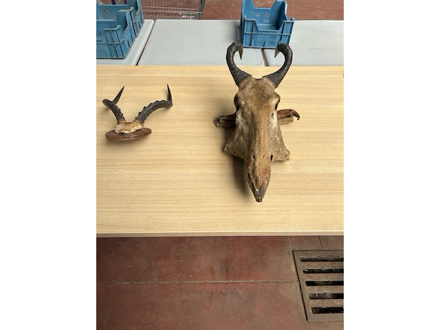 2x dierenkop - afbeelding 1 van  6
