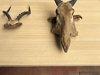 2x dierenkop - afbeelding 1 van  6