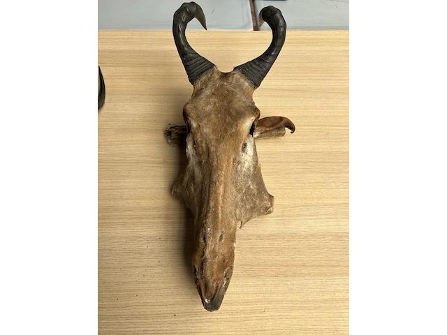 2x dierenkop - afbeelding 2 van  6