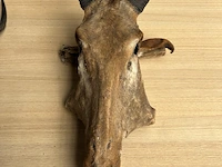 2x dierenkop - afbeelding 2 van  6