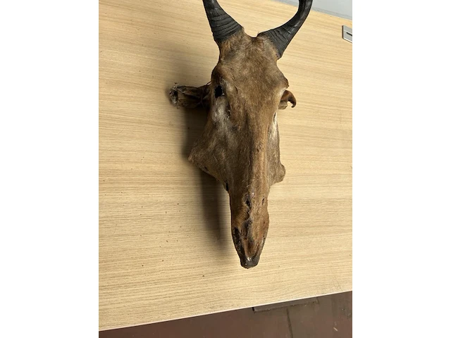 2x dierenkop - afbeelding 4 van  6