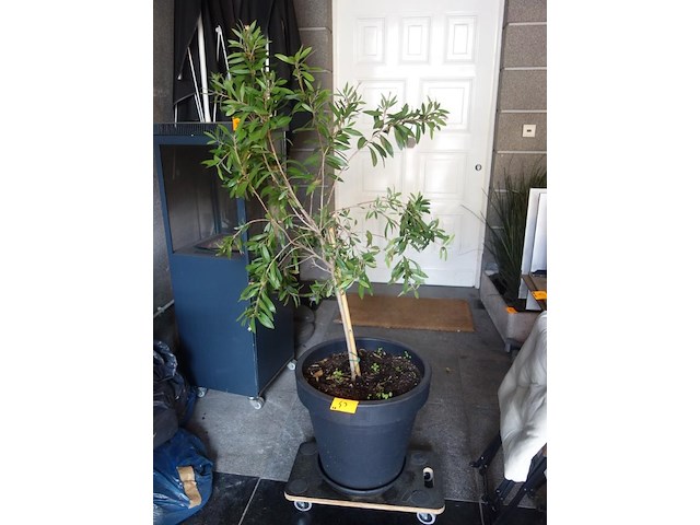 2x kunststof bloempot + boompje - afbeelding 1 van  2