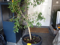 2x kunststof bloempot + boompje - afbeelding 1 van  2