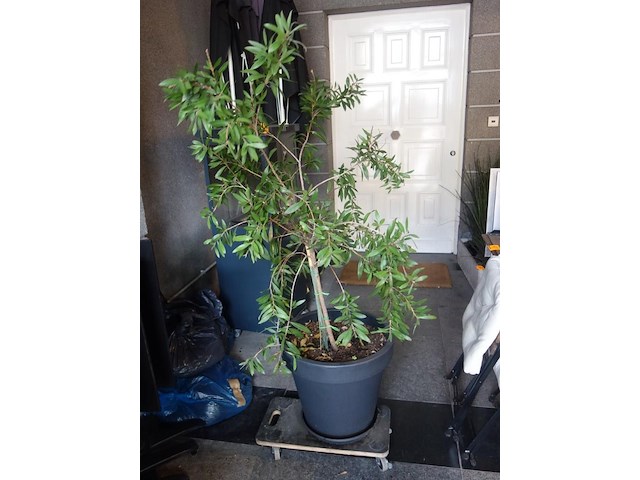 2x kunststof bloempot + boompje - afbeelding 2 van  2