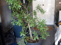 2x kunststof bloempot + boompje - afbeelding 2 van  2