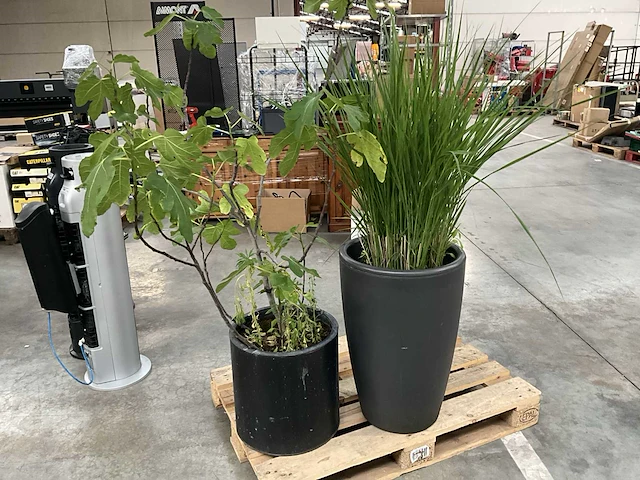 2x plant in pot - afbeelding 1 van  6