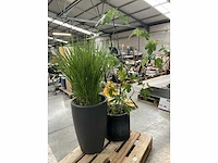 2x plant in pot - afbeelding 2 van  6