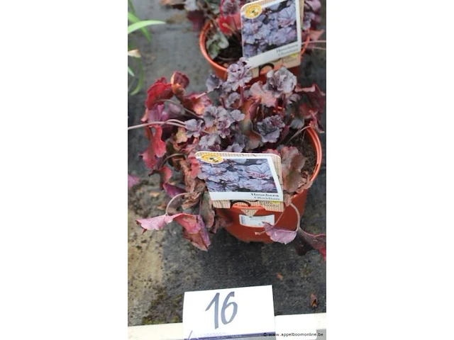 3 buitenplanten heuchera - afbeelding 1 van  2