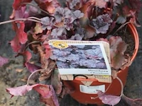3 buitenplanten heuchera - afbeelding 1 van  2