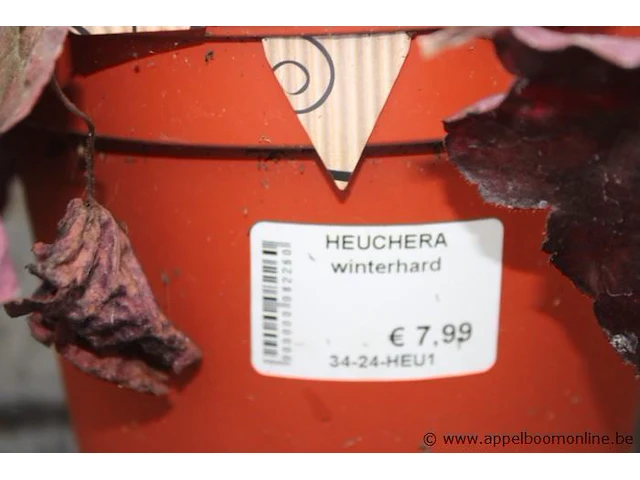 3 buitenplanten heuchera - afbeelding 2 van  2
