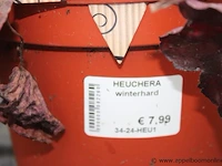 3 buitenplanten heuchera - afbeelding 2 van  2