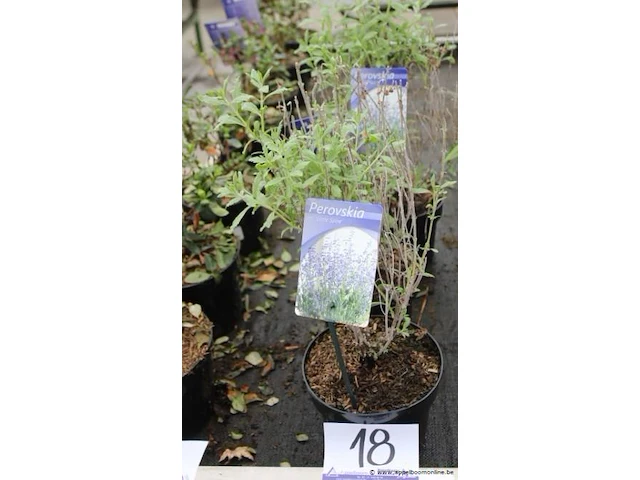 3 buitenplanten perovskia - afbeelding 1 van  2