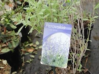 3 buitenplanten perovskia - afbeelding 1 van  2