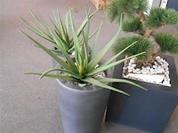 3 diverse plantenbakken - afbeelding 1 van  1
