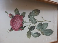 3 kaders rozen - afbeelding 2 van  4