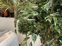 3 namaakplanten - afbeelding 1 van  4