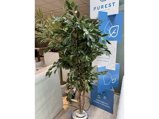 3 namaakplanten - afbeelding 2 van  4