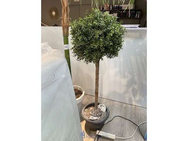 3 namaakplanten - afbeelding 3 van  4