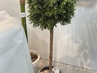 3 namaakplanten - afbeelding 3 van  4