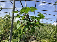 3 syringenstam - afbeelding 1 van  3