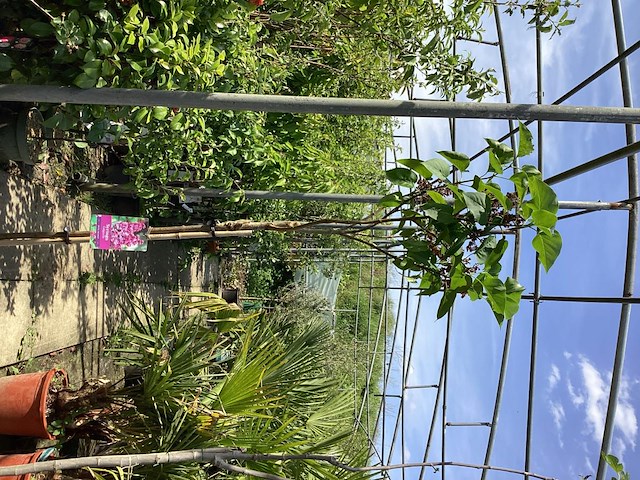 3 syringenstam - afbeelding 2 van  3