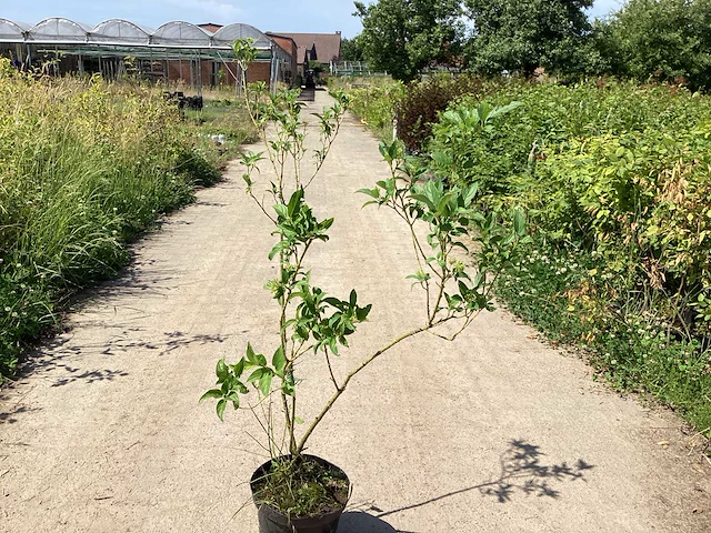 30 cornus geel - afbeelding 2 van  4