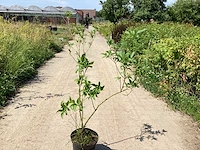 30 cornus geel - afbeelding 2 van  4