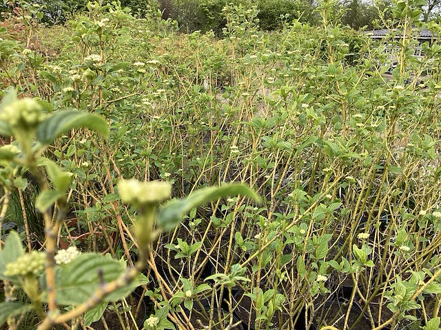 30 cornus geel - afbeelding 4 van  4