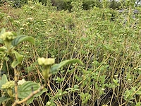 30 cornus geel - afbeelding 4 van  4