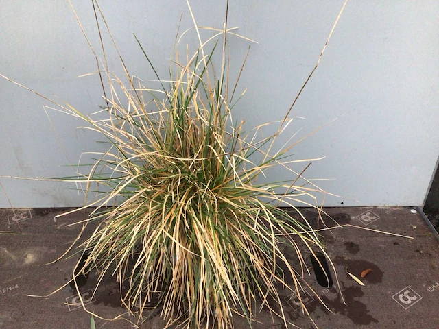 30 deschampsia cespitosa - afbeelding 1 van  2