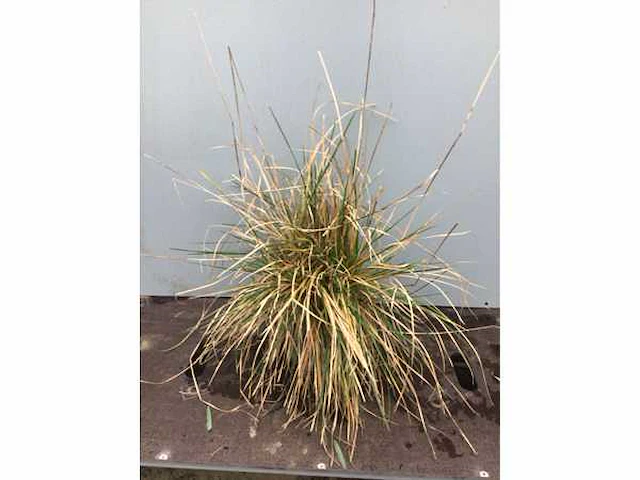 30 deschampsia cespitosa - afbeelding 2 van  2