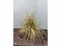 30 deschampsia cespitosa - afbeelding 2 van  2