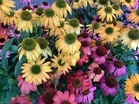 30 echinacea - afbeelding 1 van  3