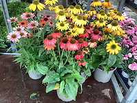 30 echinacea - afbeelding 3 van  3