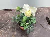 30 helleboris - afbeelding 1 van  2