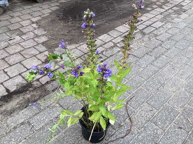 30 lobelia blauw - afbeelding 1 van  2