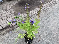 30 lobelia blauw - afbeelding 1 van  2