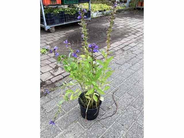 30 lobelia blauw - afbeelding 2 van  2