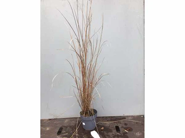 30 miscanthis sinensis gracilimus - afbeelding 1 van  3