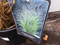 30 panicum virgatum hanse hermes - afbeelding 1 van  3